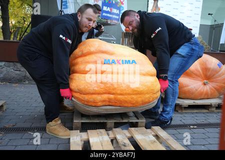 Riga, Lettonia. 17 ottobre 2024. Le zucche sono misurate e pesate nel più grande campionato lettone di zucca a riga, in Lettonia, 17 ottobre 2024. Il 19° campionato di zucca più grande della Lettonia si è tenuto qui giovedì. Crediti: Edijs Palens/Xinhua/Alamy Live News Foto Stock