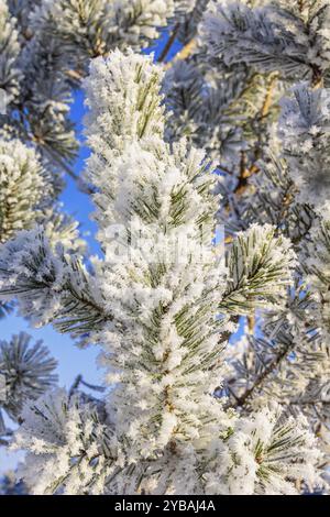 Hoarfrost e neve su un ramo di pino con aghi verdi da vicino in inverno Foto Stock