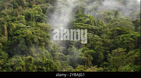 La nebbia si propaga attraverso la foresta pluviale, le cime degli alberi nella fitta foresta, la foresta pluviale di montagna, la provincia di Alajuela, la Costa Rica, l'America centrale Foto Stock