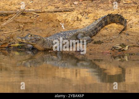 Caiman (Caimaninae), Alligator (Alligatoridae), Crocodile (Crocodylia), Reflection, Pantanal, entroterra, zone umide, riserva della biosfera dell'UNESCO, World Heritag Foto Stock