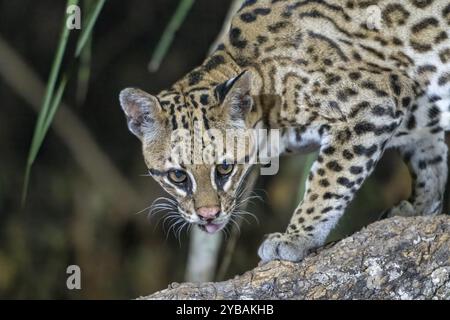 Ocelot (Leopardus pardalis), Pantanal, entroterra, zona umida, riserva della biosfera dell'UNESCO, patrimonio dell'umanità, biotopo paludoso, Mato grosso, Brasile, Sud Ame Foto Stock