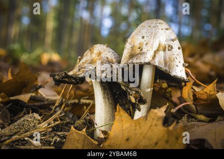 Funghi nella foresta mista Foto Stock