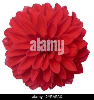 fioritura rosso vibrante fiore dahlia sfondo bianco isolato, bella testa di fiori singola elegante a margherita, presa direttamente dall'alto Foto Stock