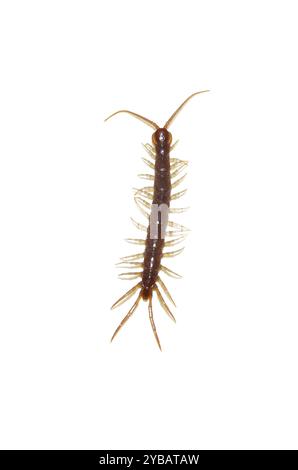 Il centipede di pietra marrone Lithobius forficatus isolato su sfondo bianco Foto Stock