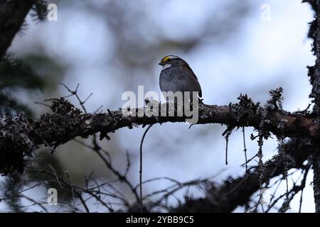 Sparrow Terranova e Labrador NL, Canada Foto Stock