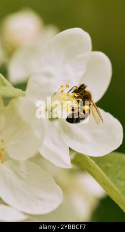 Primo piano bumblebee che impollina il fiore bianco Foto Stock