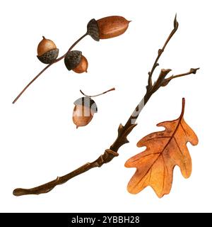 Set di foglie di quercia e ghiande. Illustrazione dell'acquerello botanico autunnale. Ramo di quercia isolato con ghiande e foglie su sfondo bianco. Dipinto a mano in stagione Foto Stock