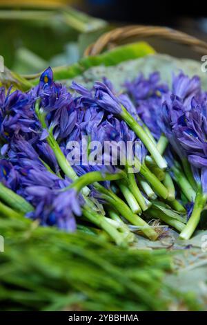 Fiori di Giacinto di acqua dolce in vendita al mercato centrale (Phsar Thmei) a Phnom Penh, Cambogia. Foto Stock