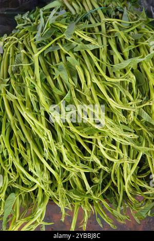 Spinaci di acqua dolce (kangkung, Ipomoea aquatica) in vendita al mercato di Boeng Keng Kang (BKK), Phnom Penh, Cambogia. Foto Stock