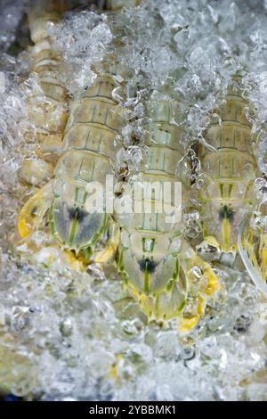 Gamberi (gamberi mantis) congelati su ghiaccio per la vendita al mercato centrale (Phsar Thmei) di Phnom Penh, Cambogia. Foto Stock