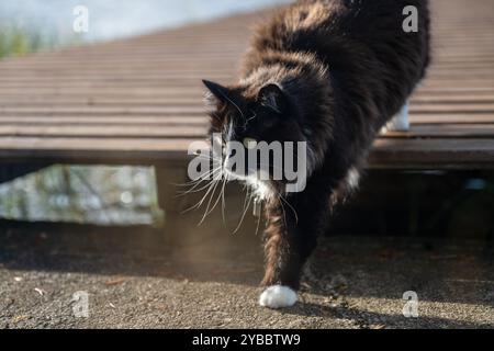 il gatto bianco e nero cammina lungo un molo di legno Foto Stock
