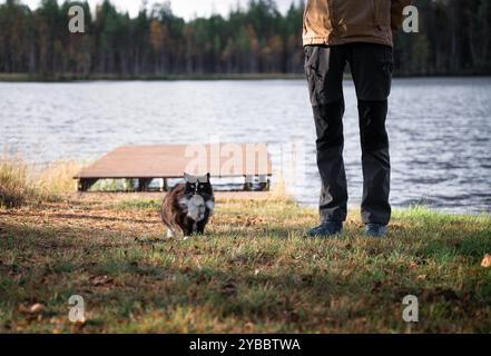 il gatto bianco e nero cammina lungo un molo di legno Foto Stock