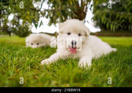 Cuccioli di cane da pastore bianco svizzero Foto Stock