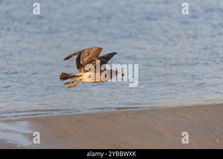 Uccello marino del Pacific Gull in volo in basso sulla spiaggia con ali sparse Foto Stock