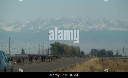 Su una strada rurale nello Xinjiang, in Cina, durante l'autunno, le mucche pascolano, le auto guidano sull'autostrada, un allevatore in moto tende a vivere in diretta Foto Stock