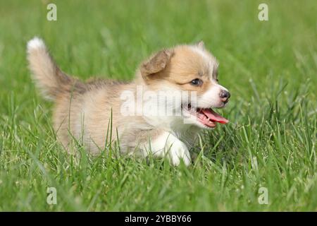 Piccolo cucciolo di corgi gallese pembroke nell'erba del giardino Foto Stock