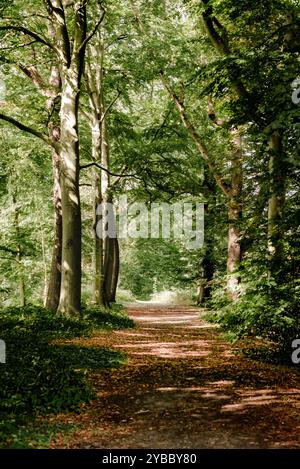 Sentiero soleggiato nella foresta di Green Woodland Foto Stock