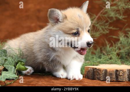 Piccolo cucciolo di corgi gallese pembroke Foto Stock