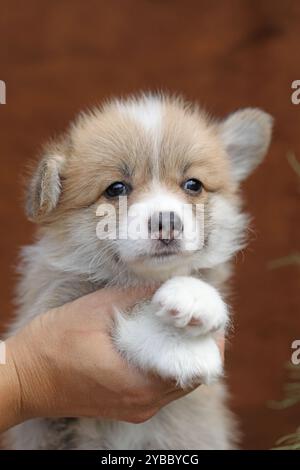 Piccolo cucciolo di corgi gallese pembroke Foto Stock