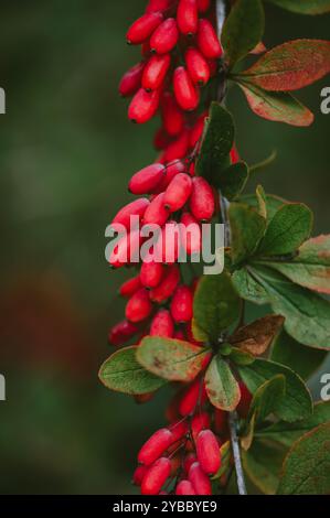 Primo piano di frutti rossi maturi su arbusto di barbabietola in autunno. Foto Stock
