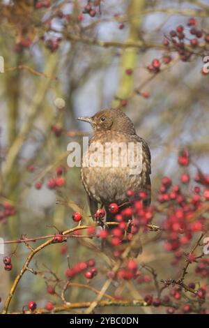 Merlo comune Turdus merula femmina tra biancospino bacche Hampshire Inghilterra Foto Stock