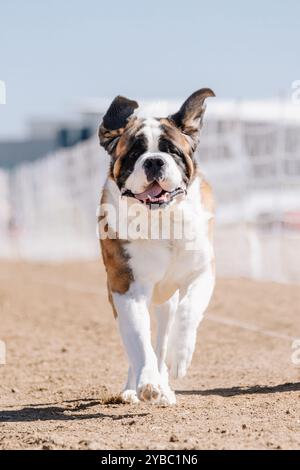 Campo da corsa in puro San Bernardo, Sprint Dog Sport Foto Stock