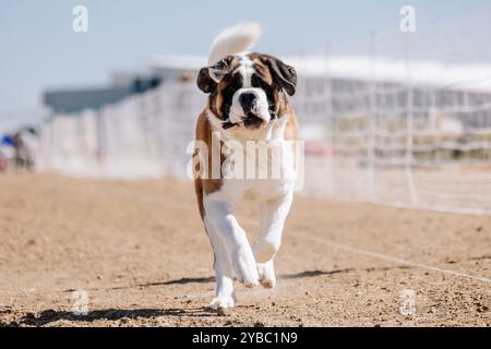 Campo da corsa in puro San Bernardo, Sprint Dog Sport Foto Stock