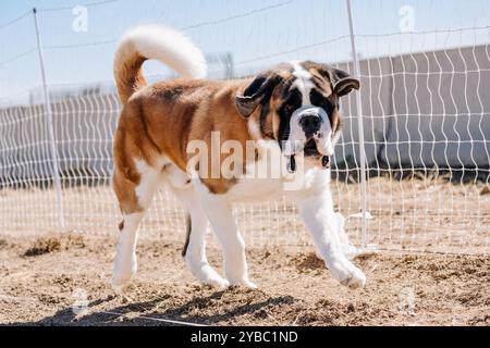 Campo da corsa in puro San Bernardo, Sprint Dog Sport Foto Stock