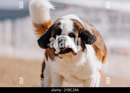 Campo da corsa in puro San Bernardo, Sprint Dog Sport Foto Stock