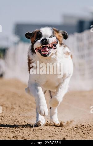 Campo da corsa in puro San Bernardo, Sprint Dog Sport Foto Stock