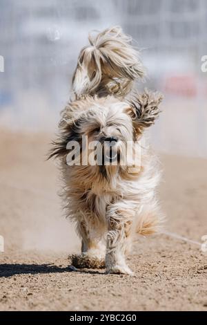 Corso di richiamo da corsa tibetano purosangue e spaniel, Sprint Dog Sport Foto Stock