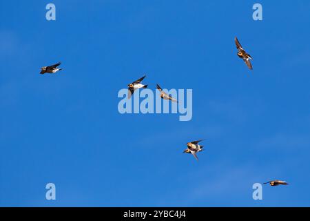 Snow bunting Plectrophenax nivalis gregge in volo, Salthouse, Norfolk, Inghilterra, Regno Unito, Febbraio 2018 Foto Stock