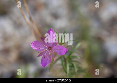Fiori rosa della specie rara Saponaria intermedia. Sfondo naturale sfocato. Foto Stock