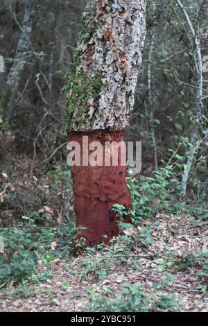 Un albero di quercia da sughero che è stato recentemente raccolto per la sua corteccia si erge in un ambiente naturale, rivelando il suo caratteristico tronco esposto marrone-rossastro. Foto Stock