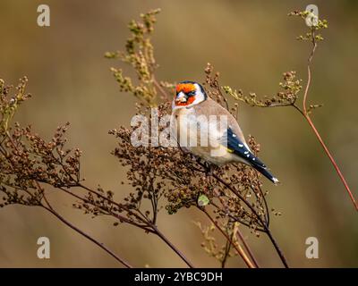 Goldfinch mangia semi dolci di prato al sole autunnale nel Galles centrale Foto Stock