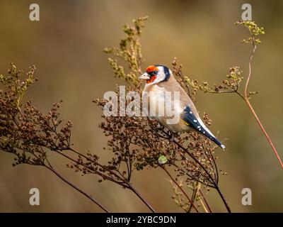 Goldfinch mangia semi dolci di prato al sole autunnale nel Galles centrale Foto Stock