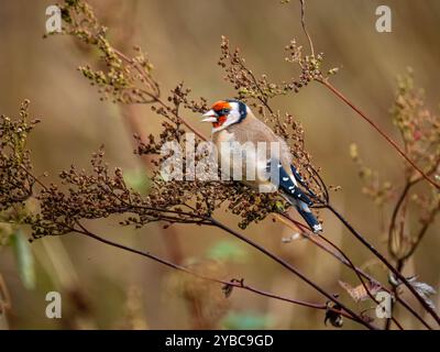 Goldfinch mangia semi dolci di prato al sole autunnale nel Galles centrale Foto Stock