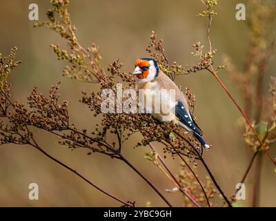 Goldfinch mangia semi dolci di prato al sole autunnale nel Galles centrale Foto Stock