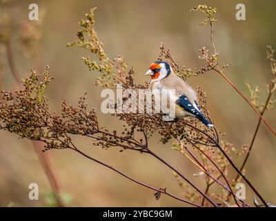 Goldfinch mangia semi dolci di prato al sole autunnale nel Galles centrale Foto Stock