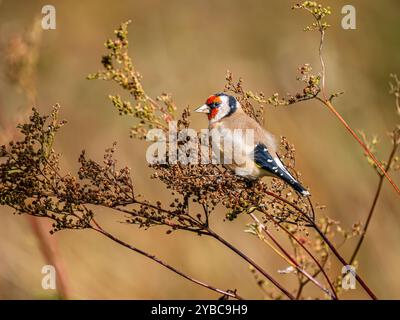 Goldfinch mangia semi dolci di prato al sole autunnale nel Galles centrale Foto Stock