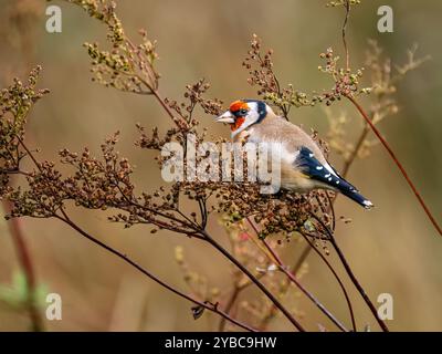 Goldfinch mangia semi dolci di prato al sole autunnale nel Galles centrale Foto Stock