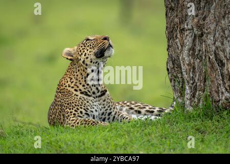 Il leopardo femminile giace guardando il tronco dell'albero Foto Stock