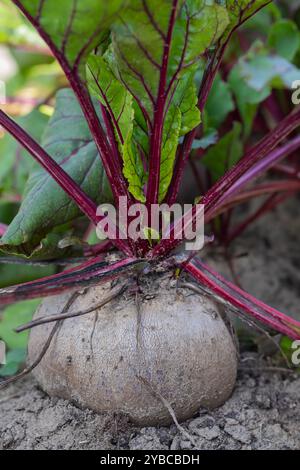 Grande barbabietola biologica che cresce nel terreno con gambi rossi vibranti e foglie verdi in un giardino in una giornata di sole. Foto verticale Foto Stock