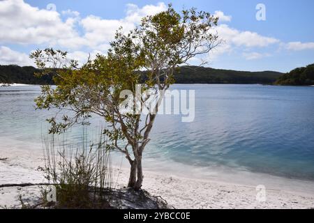 Lago Makenzie, Isola K'gari, Australia Foto Stock