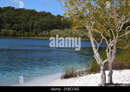 Lago Makenzie, Isola K'gari, Australia Foto Stock