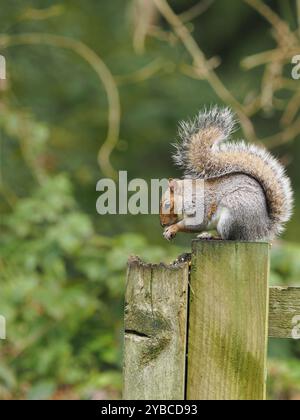 Gli scoiattoli grigi sono a casa nei parchi, nei giardini e nei boschi del Regno Unito dopo aver cacciato lo scoiattolo rosso britannico. Foto Stock