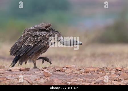 Avvoltoio a becco lungo Foto Stock