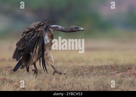 Avvoltoio a becco lungo Foto Stock