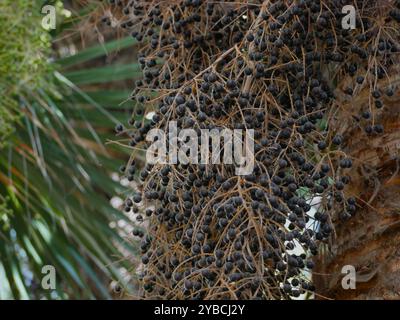 Primo piano di semi di palma Copernicia Alba. Foto Stock