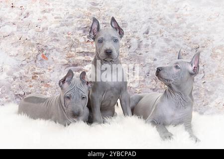 Cuccioli di ridgeback thailandesi adagiati su un tappeto di pelliccia contro il muro Foto Stock